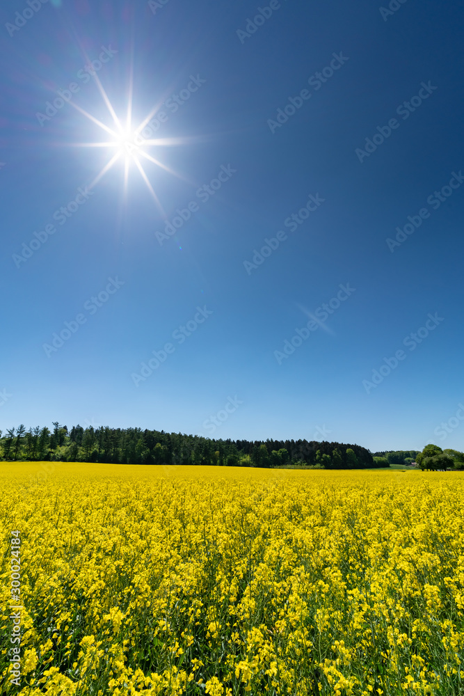 Obraz premium Raps - Nachwachsender Rohstoff