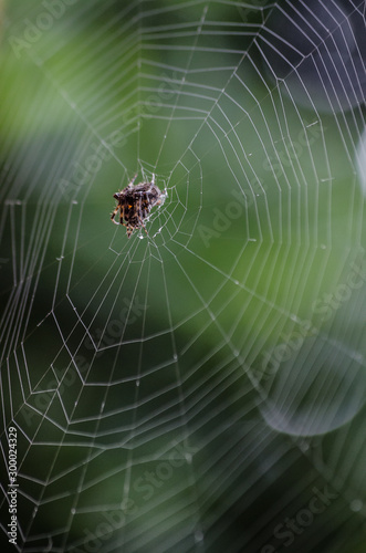 Araña tejiendo su tela de araña