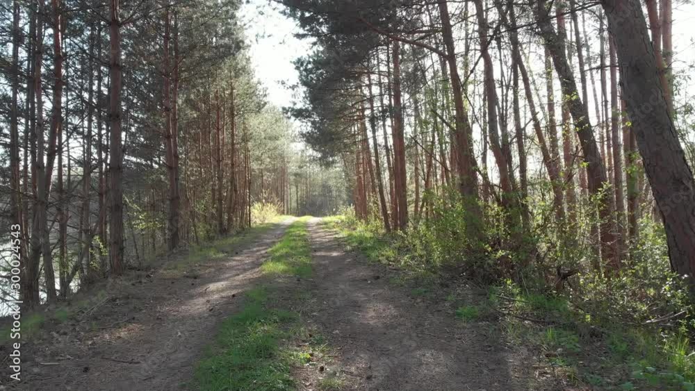 forest dirt road forest dirt road