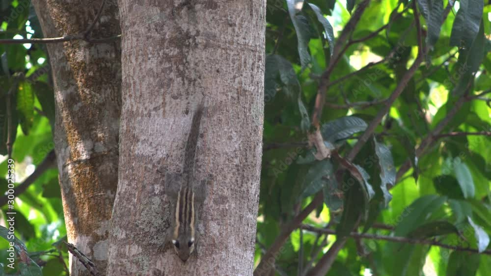 Adorable Squirrel climbing on a tree branch, Closeup. Himalayan Striped Squirrel or Burmese Striped Squirrel on tree in the rain forest Thailand. Adorable Squirrel climbing on a tree branch, Closeup. Himalayan Striped Squirrel or Burmese Striped Squirrel on tree in the rain forest Thailand.