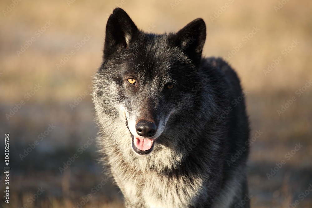 A north american wolf (Canis lupus) staying in the gold dry grass in front of the forest. Calm, black and big north american wolf male. Huge black wolf male portrait. A north american wolf (Canis lupus) staying in the gold dry grass in front of the forest. Calm, black and big north american wolf male. Huge black wolf male portrait.