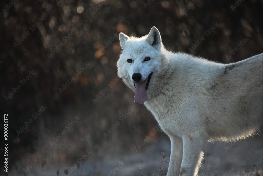 Obraz premium An Arctic Wolf (Canis lupus arctos) staying in dry grass in front of the forest. Calm white and beautiful arctic wolf feline. White wolf feline portrait.