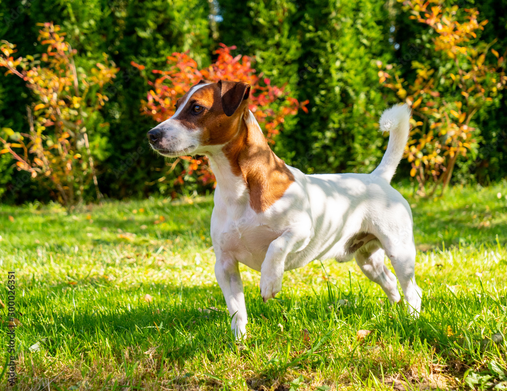 beautiful Jack Russell Terrier dog stands on the grass