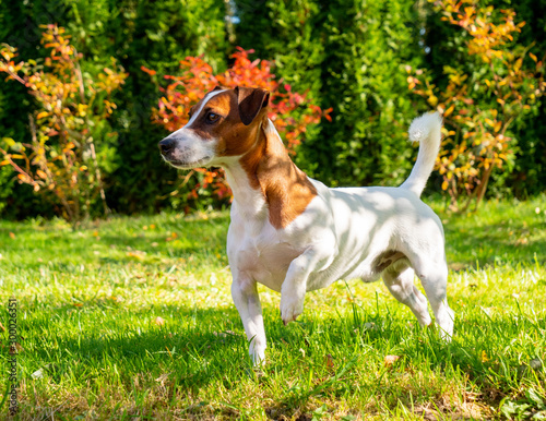 beautiful Jack Russell Terrier dog stands on the grass