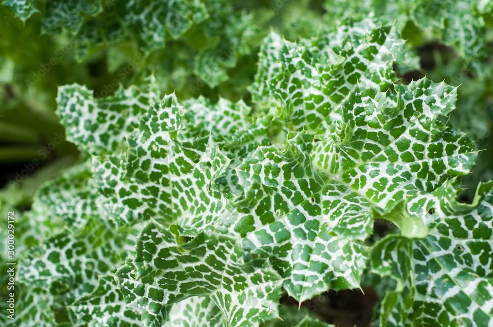 Closeup of thistle variegated leaves in a garden Closeup of thistle variegated leaves in a garden