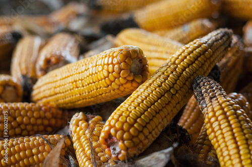 closeup of ears of dried corn stacked in a farm