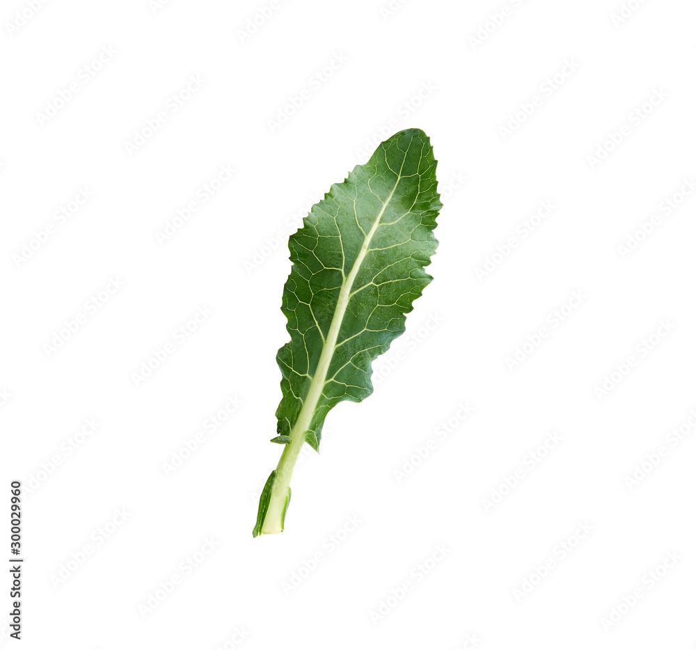 one fresh green broccoli leaf isolated on white background one fresh green broccoli leaf isolated on white background