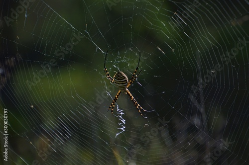 Una araña de bosque