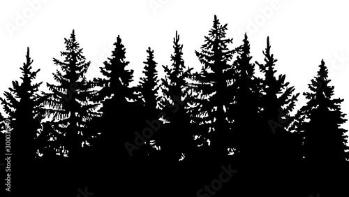 silhouette of fir trees, forest landscape. On white background