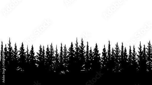 silhouette of fir trees, forest landscape. On white background