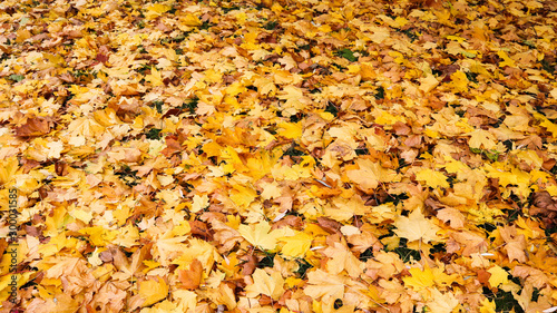 Fallen yellow leaves in the park in autumn. Nature background © OLAYOLA