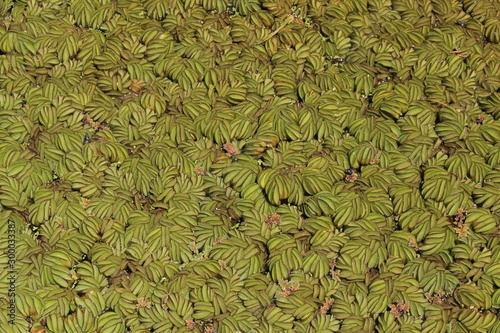 Foto "Water Spangles" (or Common Salvinia, Mini Water Velvet) in Granada, Andalusia, Spain