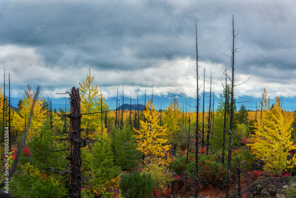 Autumn landscape in Dead Forest, after eruption of Tolbachik volcano. Kamchatka, Russia.