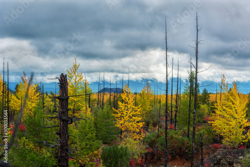 Obraz na płótnie Autumn landscape in Dead Forest, after eruption of Tolbachik volcano. Kamchatka, Russia. w salonie