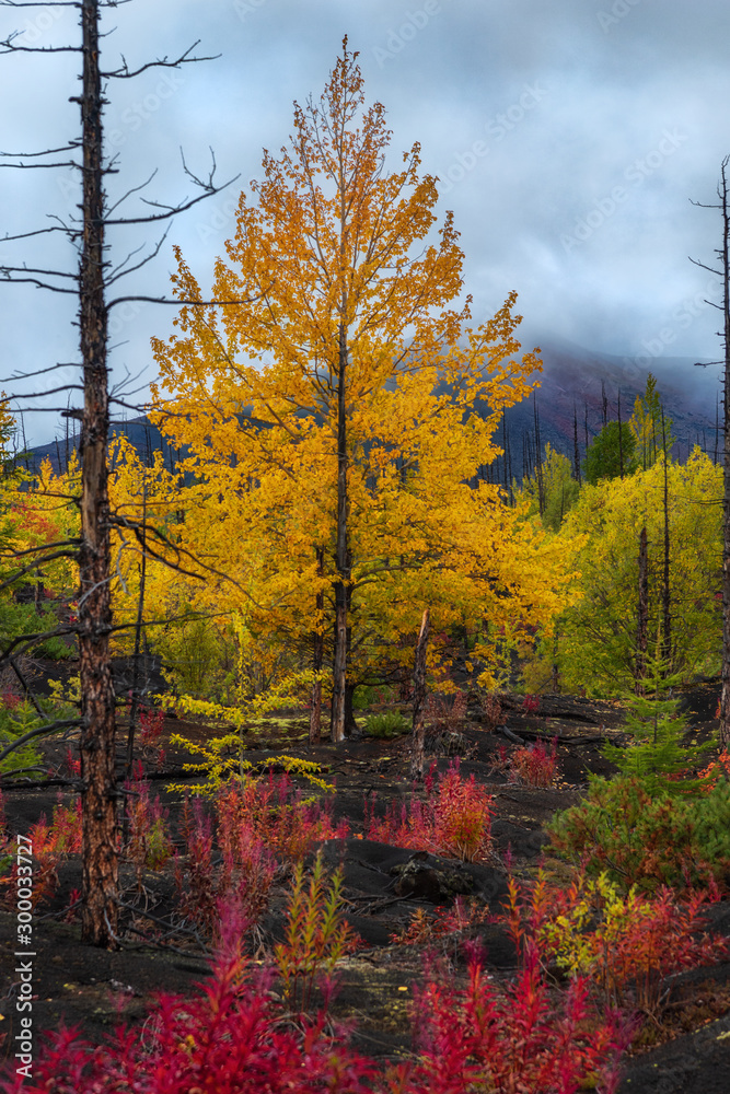 Autumn landscape in Dead Forest, after eruption of Tolbachik volcano. Kamchatka, Russia.