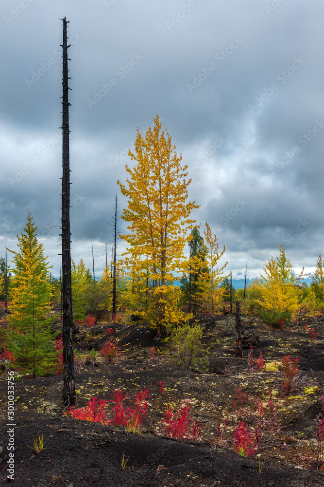 Autumn landscape in Dead Forest, after eruption of Tolbachik volcano. Kamchatka, Russia.