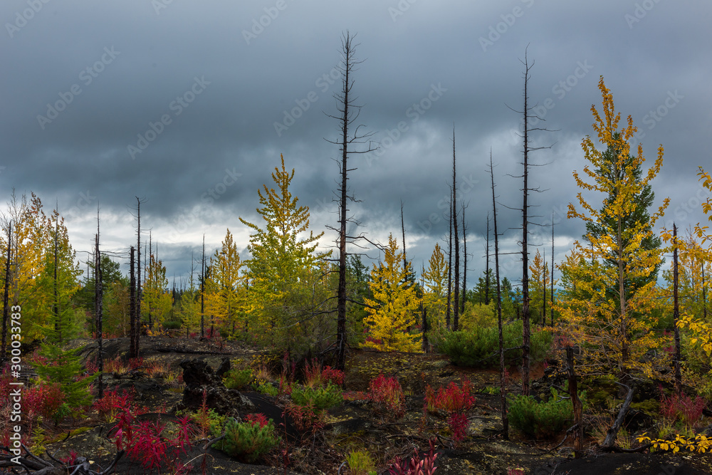 Autumn landscape in Dead Forest, after eruption of Tolbachik volcano. Kamchatka, Russia.
