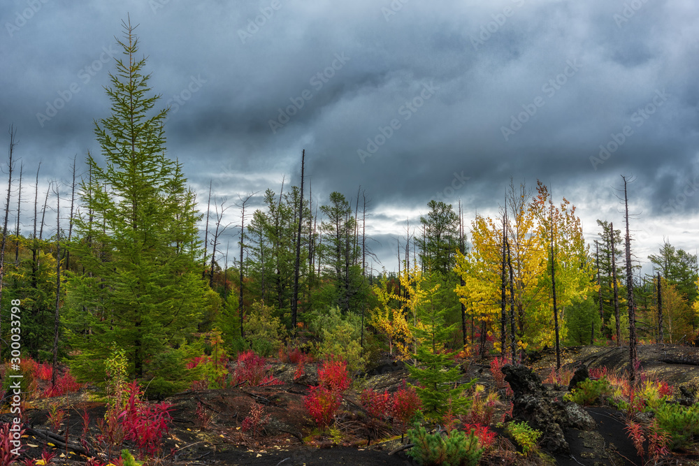 Autumn landscape in Dead Forest, after eruption of Tolbachik volcano. Kamchatka, Russia.