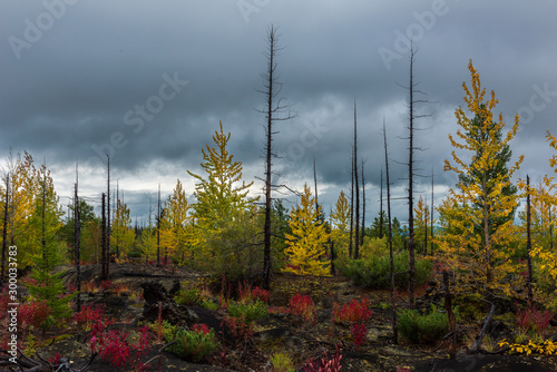 Obraz na płótnie Autumn landscape in Dead Forest, after eruption of Tolbachik volcano. Kamchatka, Russia. w salonie