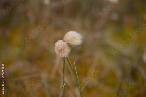 Eriophorum flower growing in the mire