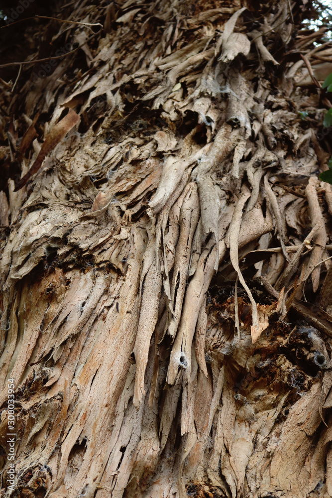 Ancient big exotic tree with irregular bark hanging textures Ancient big exotic tree with irregular bark hanging textures