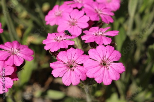Purple campion flowers (or Lychnis, Silene) in St. Gallen, Switzerland. 