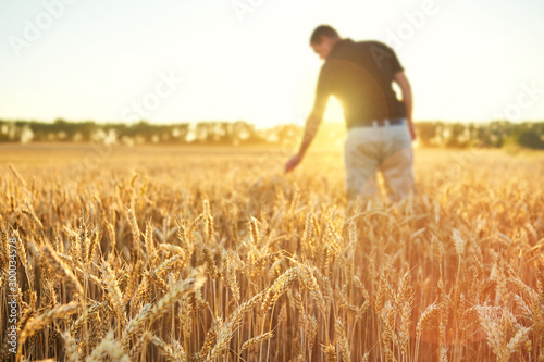 Wheat field. Ears of golden wheat. Beautiful Sunset Landscape. Background of ripening ears. Ripe cereal crop. closeup