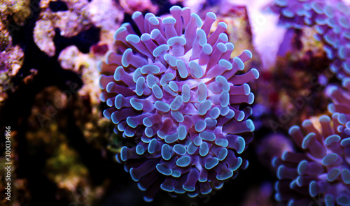 Euphyllia Hammer LPS coral in close up scene