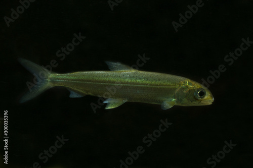 The Whitefish (Coregonus wartmanni) in aquarium. © Elena