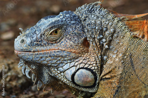 Iguana