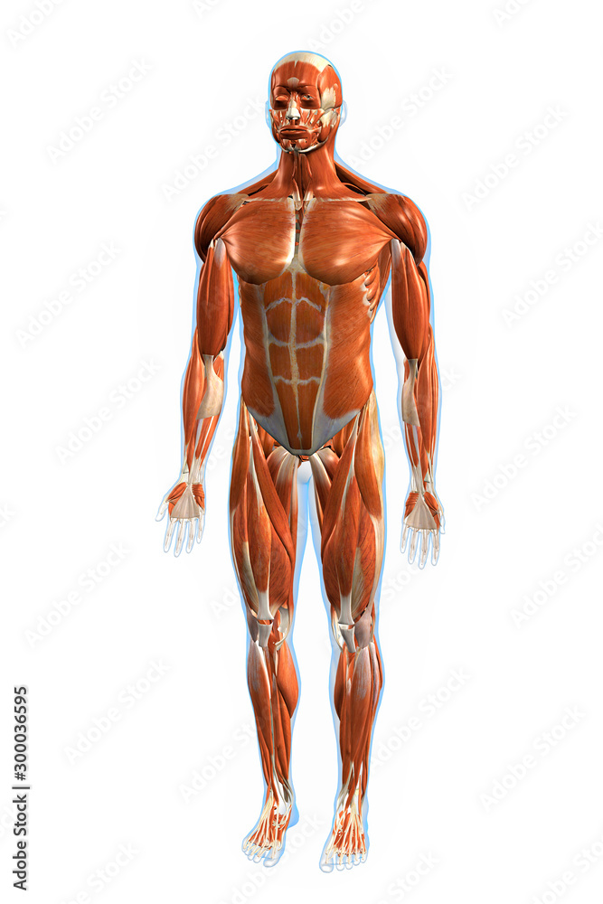 Muscles of the Human Body, Anterior View, 3D Rendering 