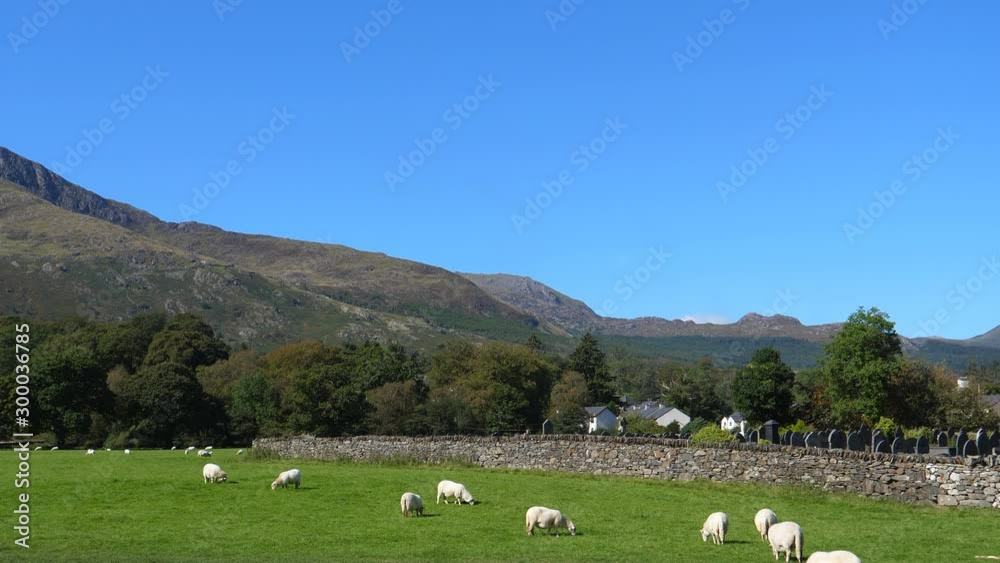 Slow pan shot showing stunning landscape in Wales on a sunny day, sheep grazing pasture, Beddgelert village cemetery and church, houses and mountains in the background. Slow pan shot showing stunning landscape in Wales on a sunny day, sheep grazing pasture, Beddgelert village cemetery and church, houses and mountains in the background.