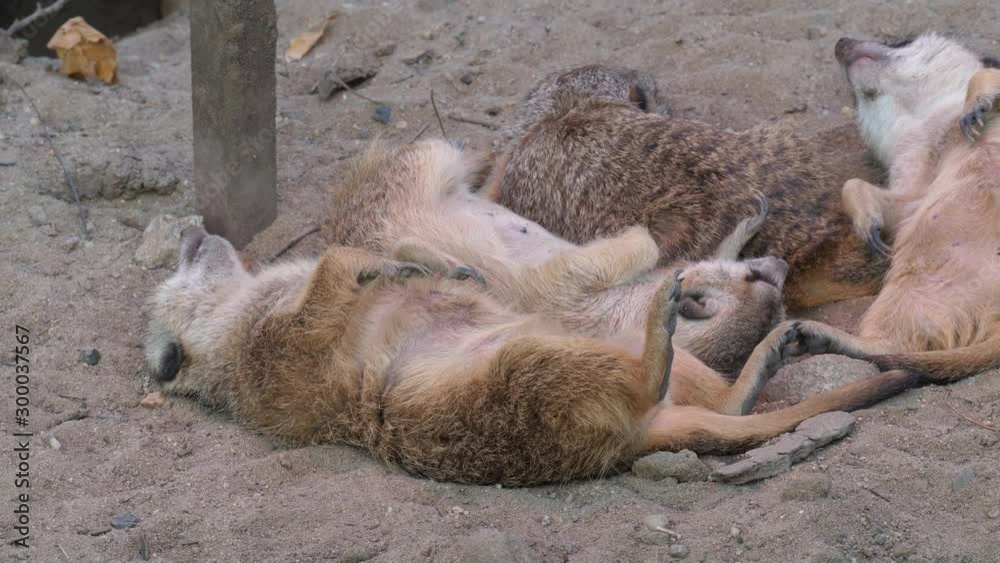 Lazy meerkats lin the sand