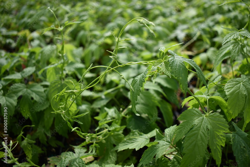 A flat of hops seedlings seedlings, growing a twisting around each other