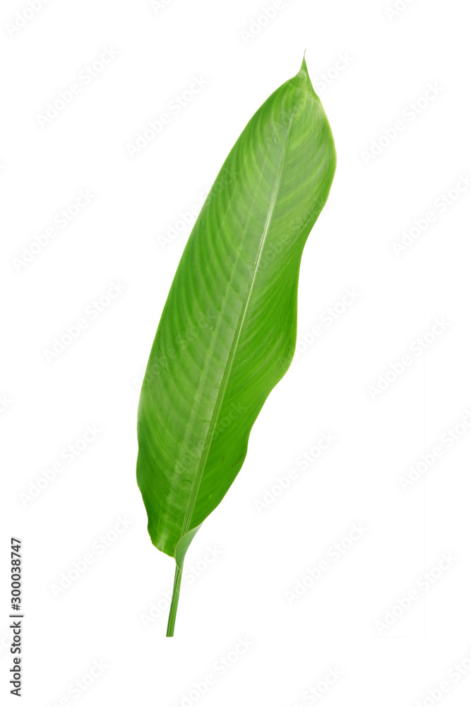 Obraz premium Green leaf isolated on white background. Heliconia leaf, tropical ornamental evergreen leaf.