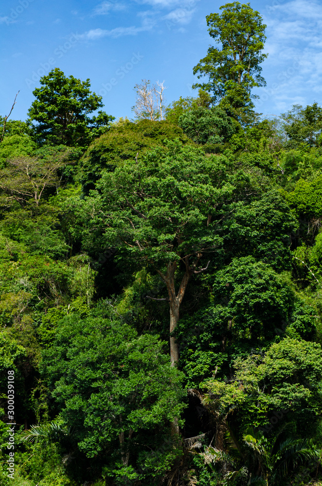Beautiful image of rain-forest at Royal Belum State Park, Gerik Perak Malaysia.
