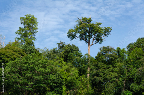 Beautiful image of rain-forest at Royal Belum State Park, Gerik Perak Malaysia. photo