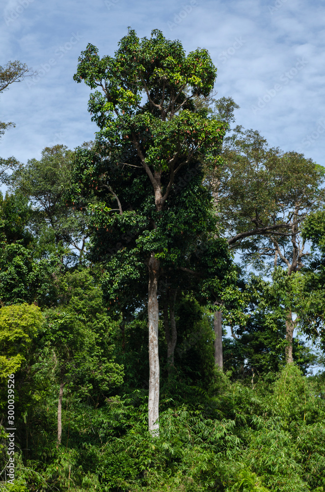 Fototapeta premium Beautiful image of rain-forest at Royal Belum State Park, Gerik Perak Malaysia.