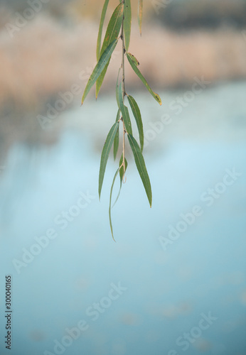 Closeup of broken willow leaves outdoors autumn water side