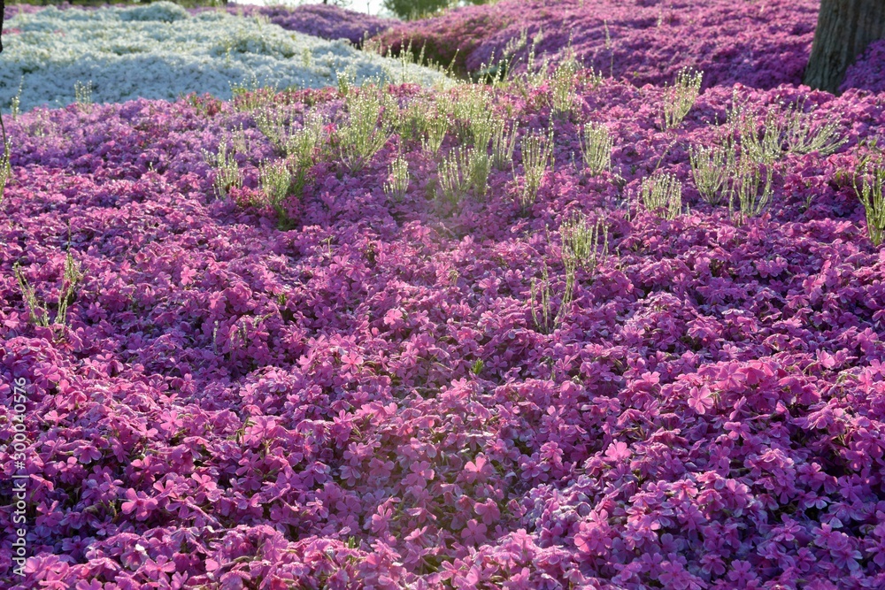 芝桜