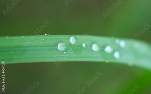 Water drop on green leaf in the garden