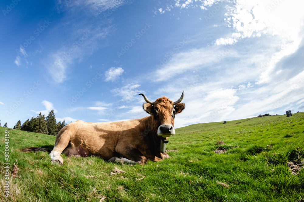 Cow living in freedom in the mountains. Look to camera Cow living in freedom in the mountains. Look to camera