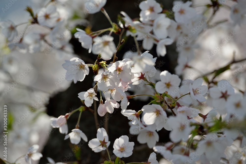 桜