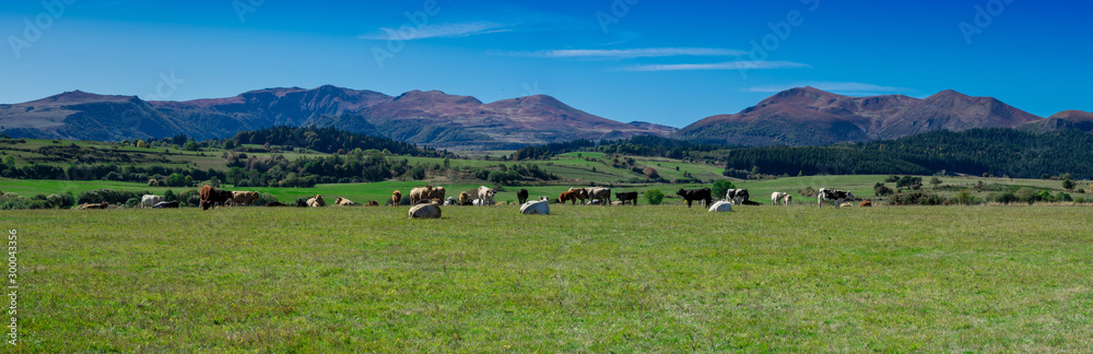 panoramique de la chaîne des Puys du Sancy en Auvergne et vaches au premier plan, France