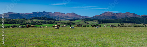 panoramique de la chaîne des Puys du Sancy en Auvergne et vaches au premier plan, France