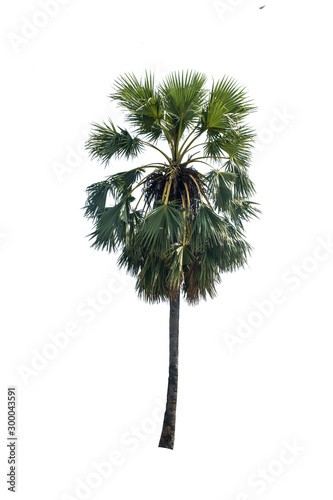 palm tree isolated on white background © Aphisith