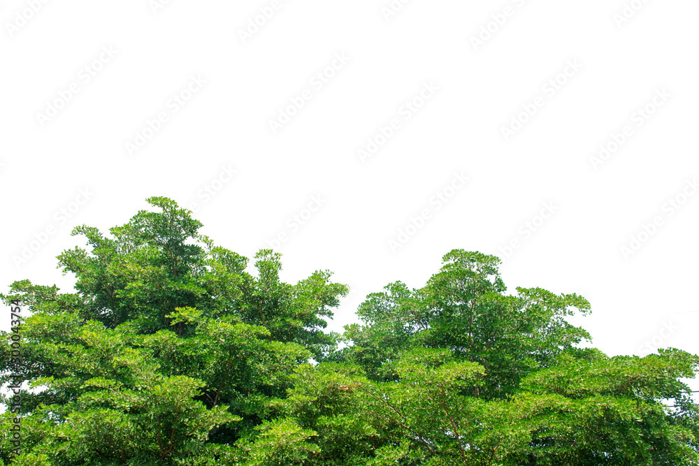 green leaves on white background