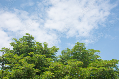 green trees and blue sky