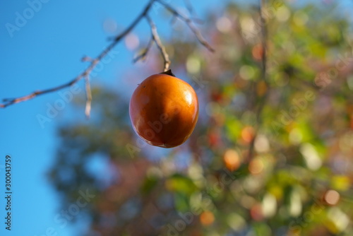 Yamanashi,Japan-November 2, 2019: Ripe Diospyros kaki or persimmon on a branch in Yamanashi prefecture in autumn