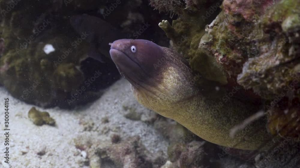 White Eyed Moray Eel at Koh Tao 
Filmed with Sony AX700-1080